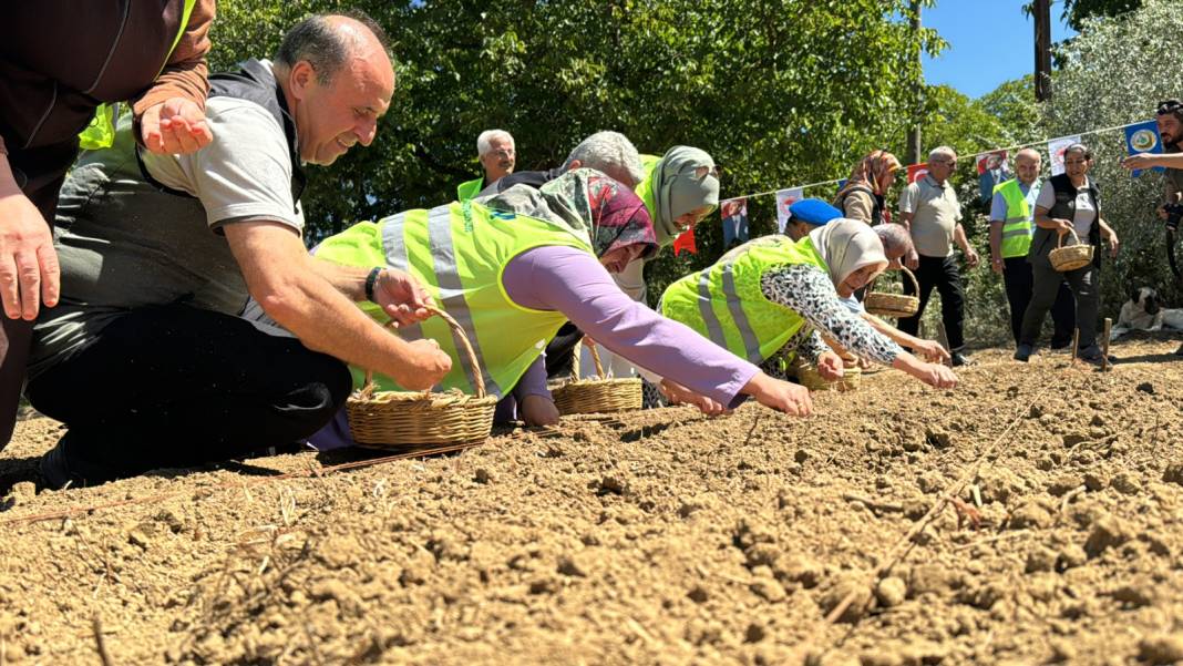 Ağustosta dikilip Ekimde toplanıyor: 80 bin çiçekten yarım kilo ürün elde ediliyor 2